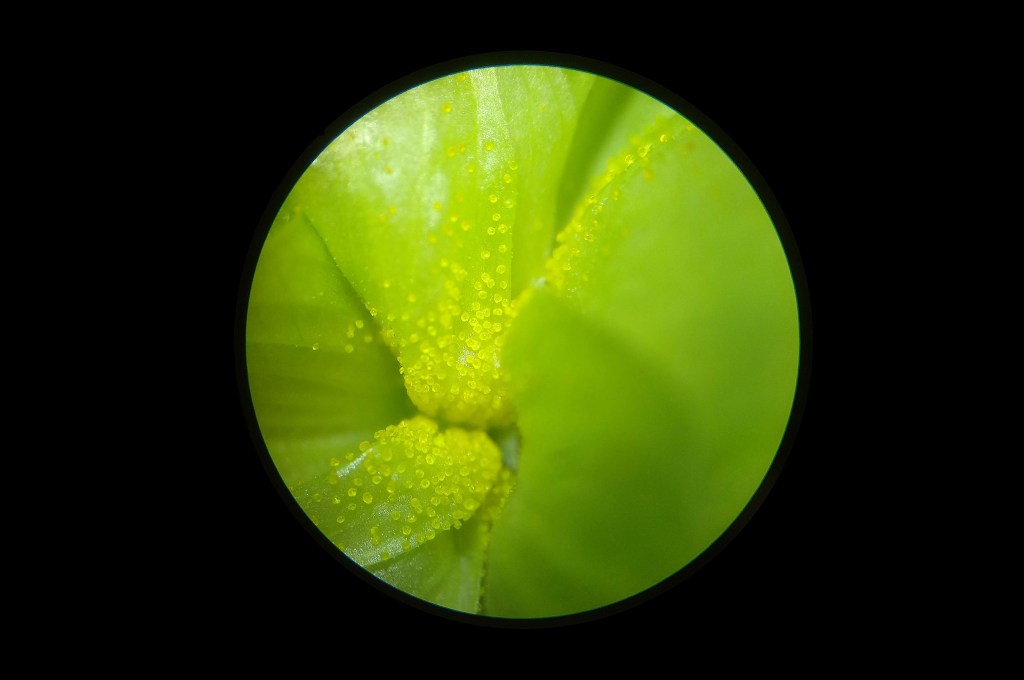 Lúpulo Variedades Autóctonas