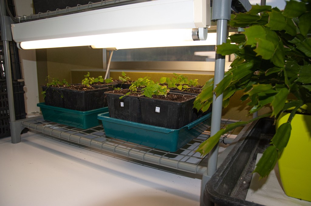 Lúpulo Cultivo y Propagación